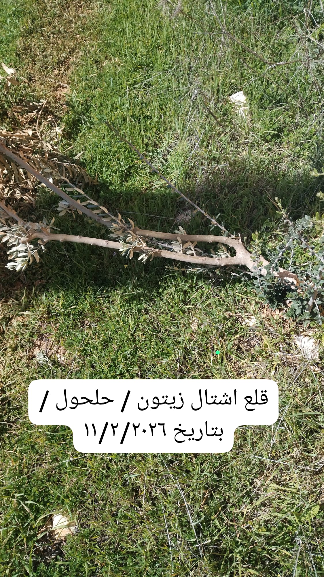 وزارة الزراعة توثق اقتلاع 777 شجرة بخسائر 761 ألف دولار